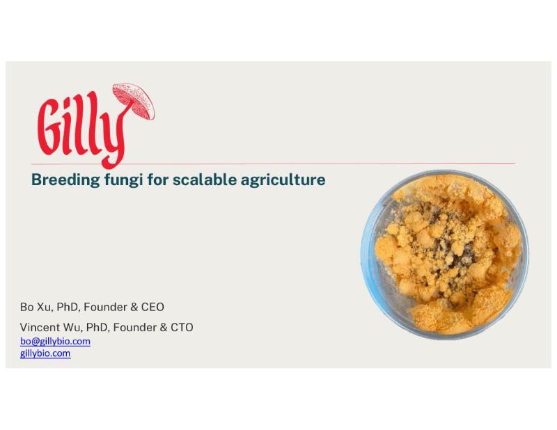 The Digest’s 2026 Multi-Slide Guide to Gilly Fungal Breeding